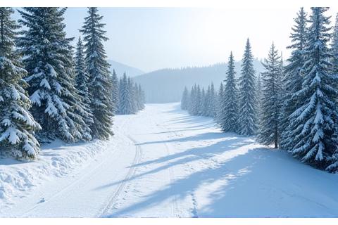 Ski slopes with snow-covered pine trees in the Rocky Mountains